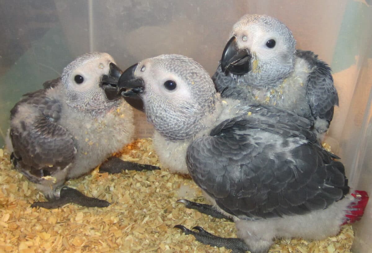 SeaWee (one of three) as a fluffy chick with siblings at the breeder